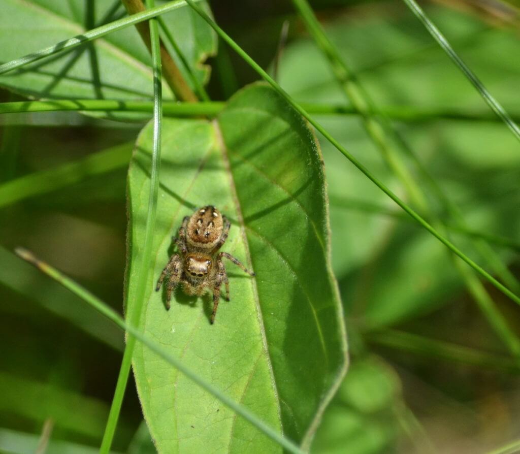Brilliant Jumping Spider in Rouge National Urban Park, Toronto, Ontario, Canada.