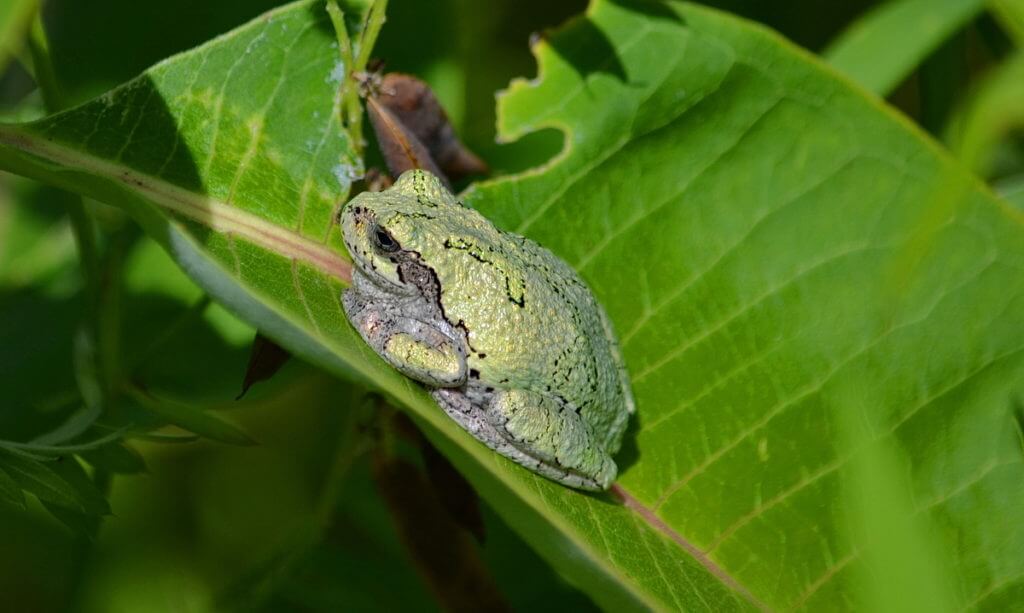 Gray Treefrog sitting on milkweed in Rouge National Urban Park, Toronto, Ontario, Canada.