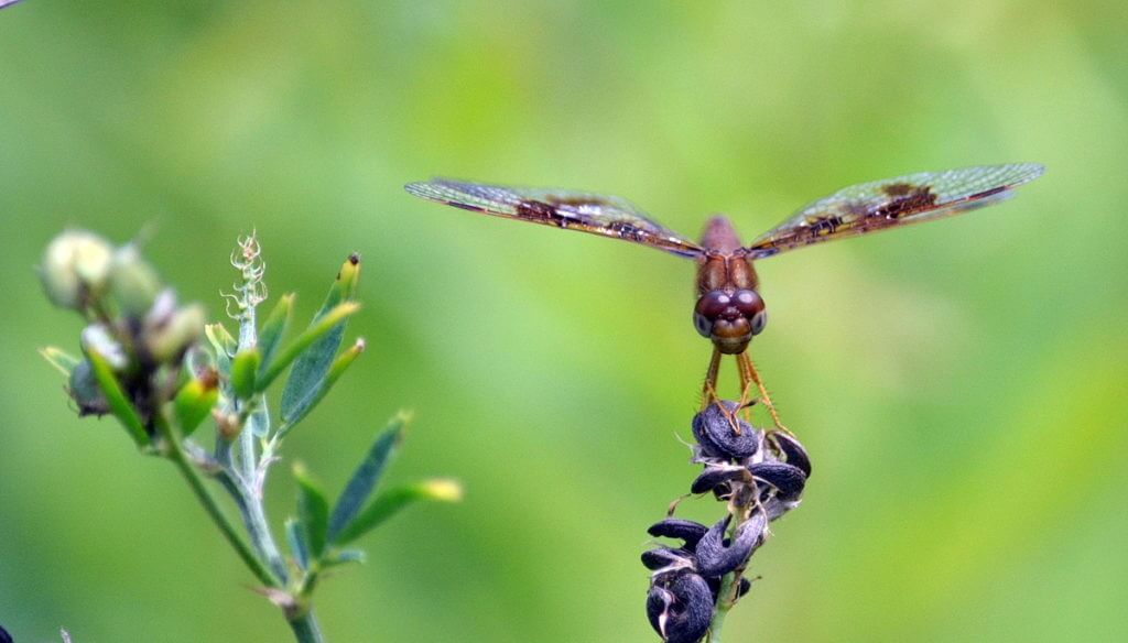 Eastern Amberwing in Rouge National Urban Park, Toronto, Ontario, Canada.