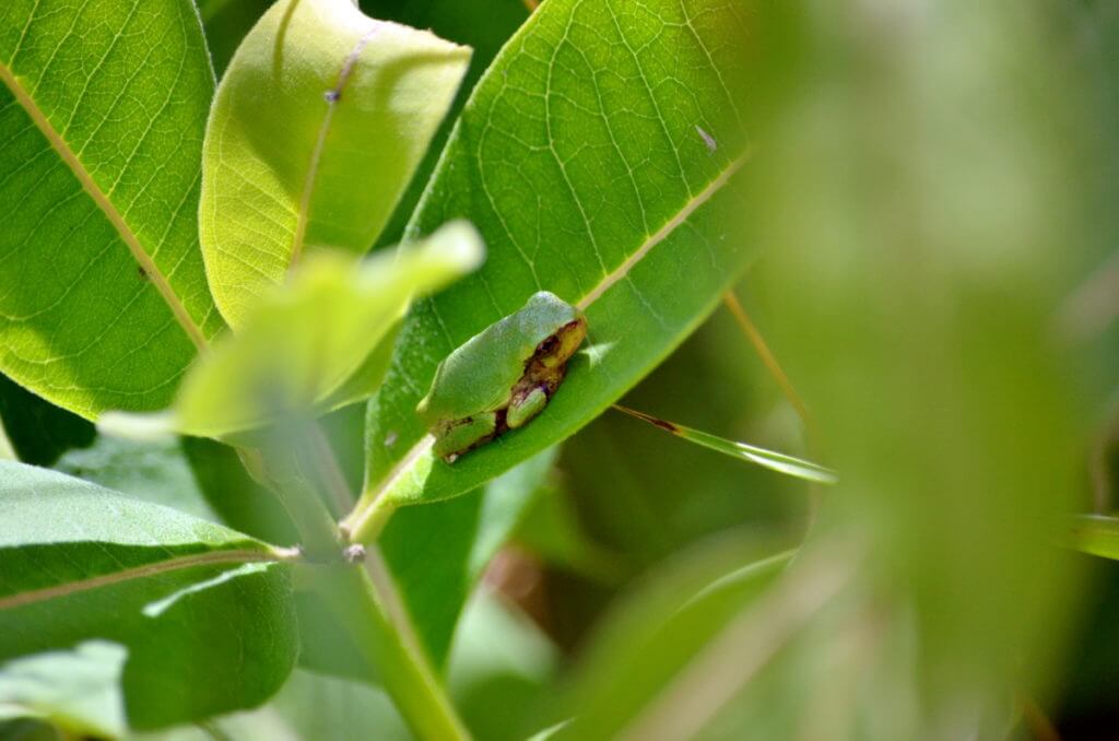 Gray Treefrog sitting on milkweed in Rouge National Urban Park, Toronto, Ontario, Canada.