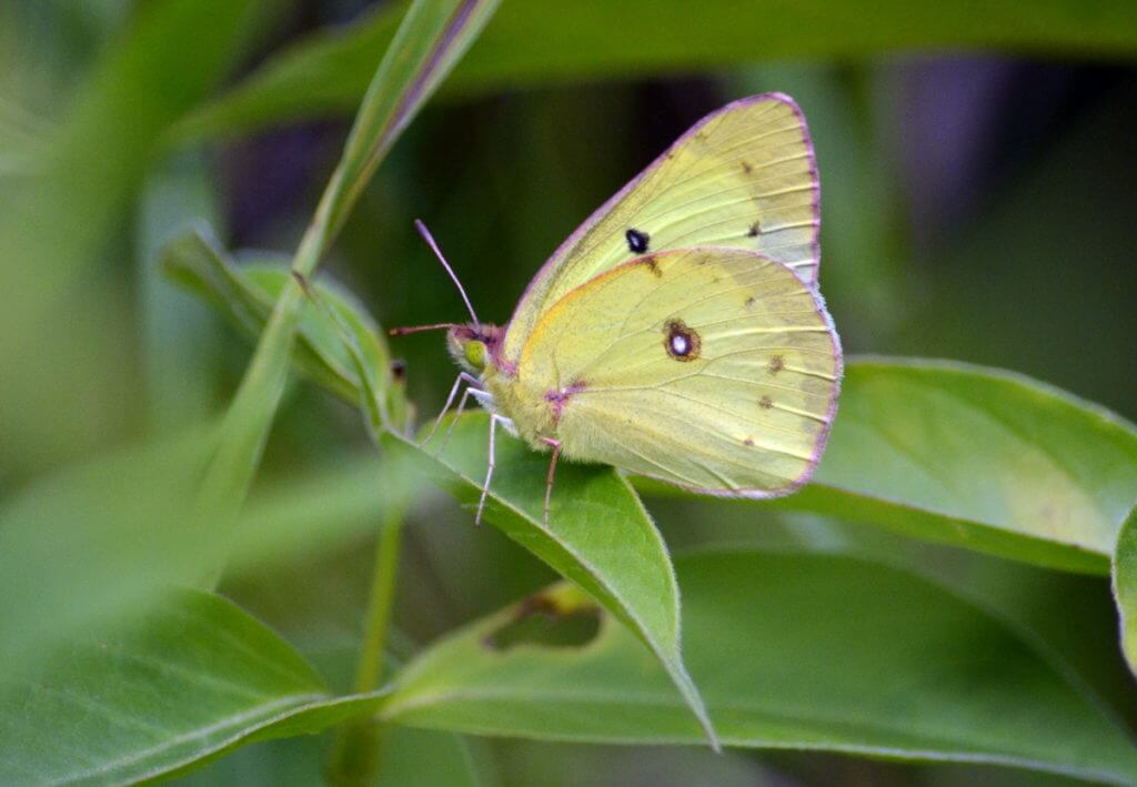 Clouded Sulphur Butterfly in Rouge National Urban Park, Toronto, Ontario, Canada.
