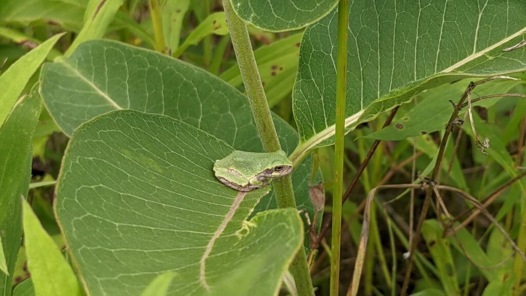 Gray Treefrog sitting on milkweed in Rouge National Urban Park, Toronto, Ontario, Canada.