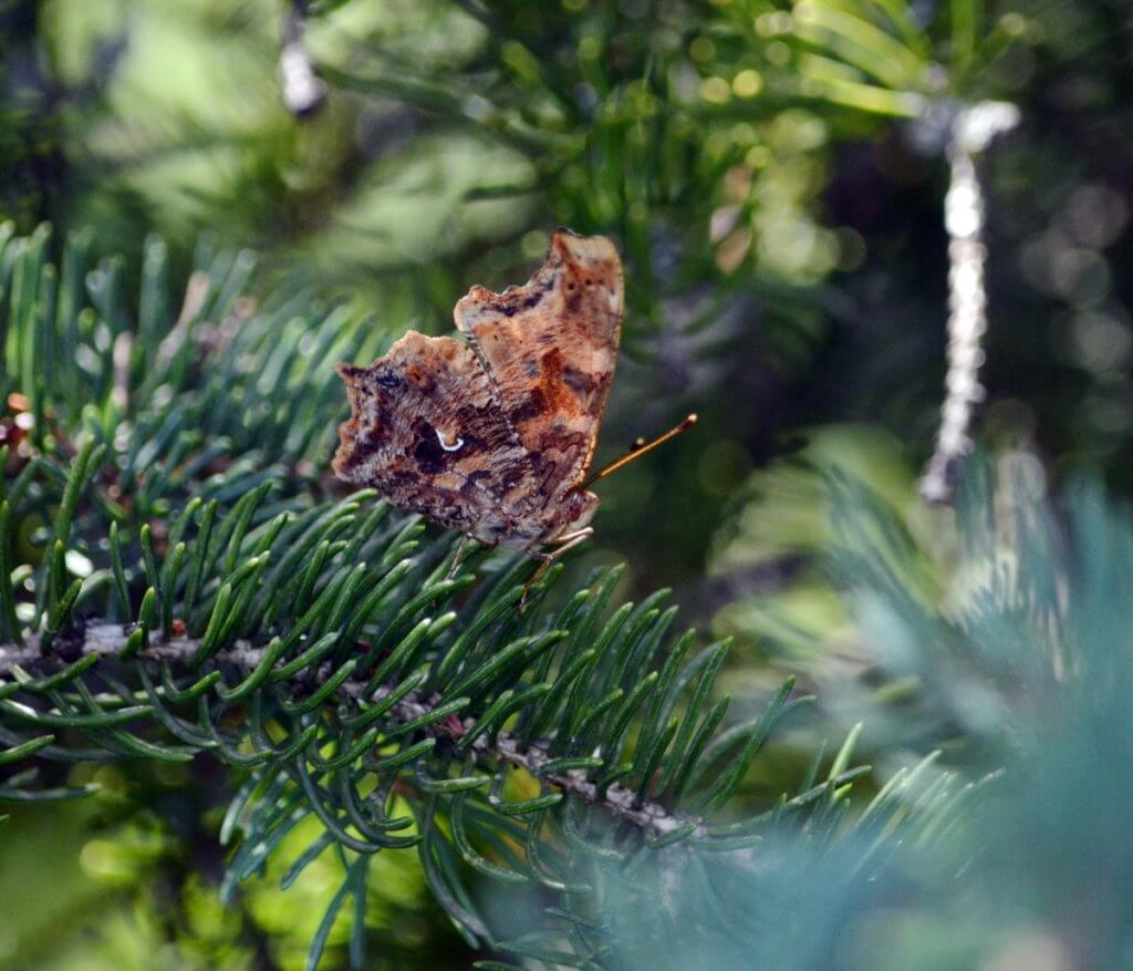 Eastern Comma Butterfly in Rouge National Urban Park, Toronto, Ontario, Canada.