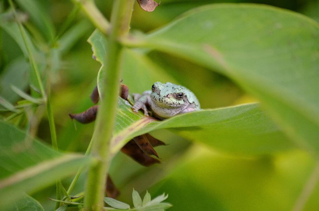 Gray Treefrog sitting on milkweed in Rouge National Urban Park, Toronto, Ontario, Canada.