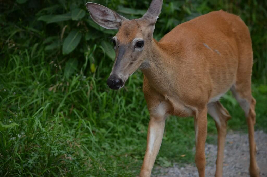 image of a white tailed deer in ontario, canada