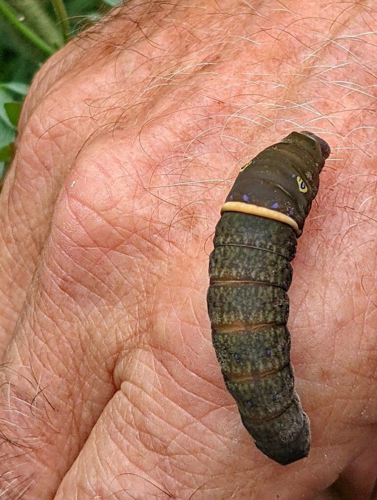 image of an eastern or canadian tiger swallowtail larva, in ontario, canada