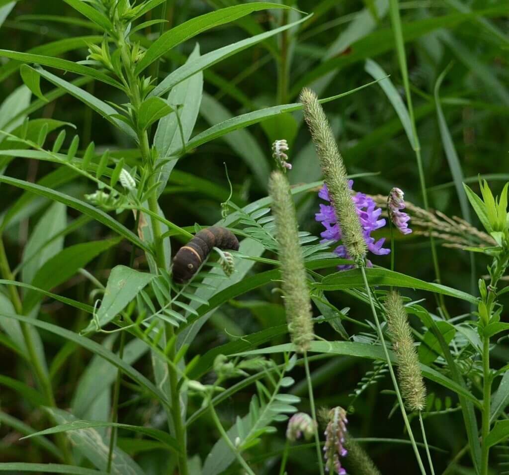 image of an eastern or canadian tiger swallowtail larva, in ontario, canada