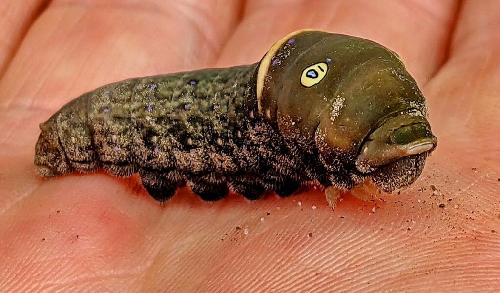 image of an eastern or canadian tiger swallowtail larva, in ontario, canada