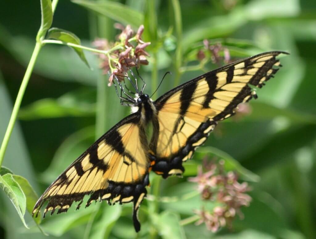 image of an eastern tiger swallowtail butterfly in ontario, canada