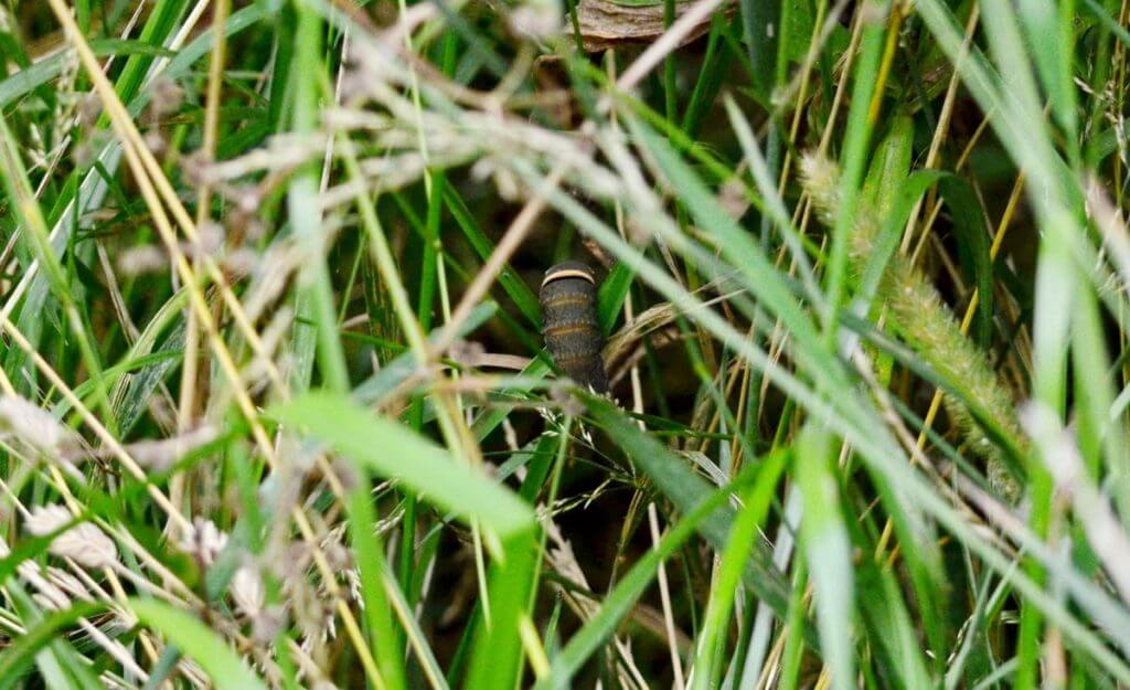 image of an eastern or canadian tiger swallowtail larva, in ontario, canada