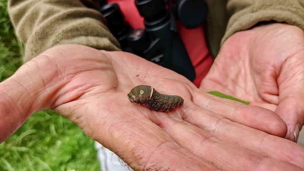 image of an eastern or canadian tiger swallowtail larva, in ontario, canada