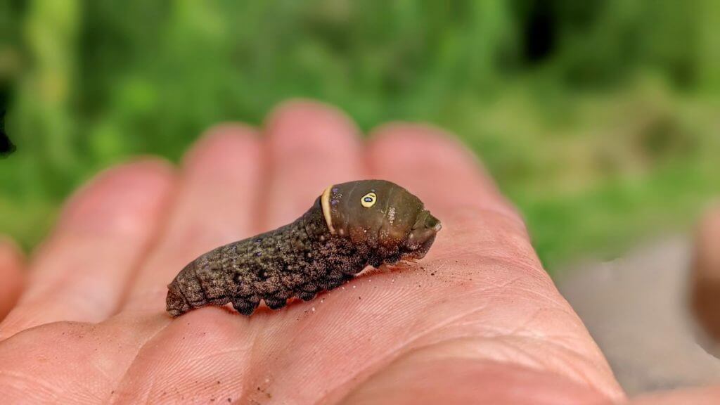 image of an eastern or canadian tiger swallowtail larva, in ontario, canada