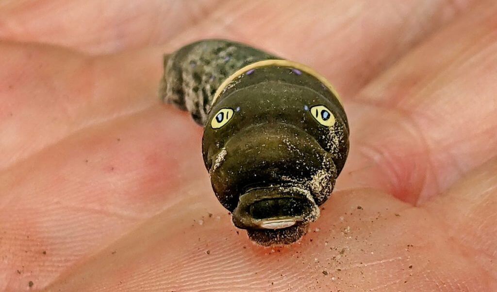 image of an eastern or canadian tiger swallowtail larva, in ontario, canada