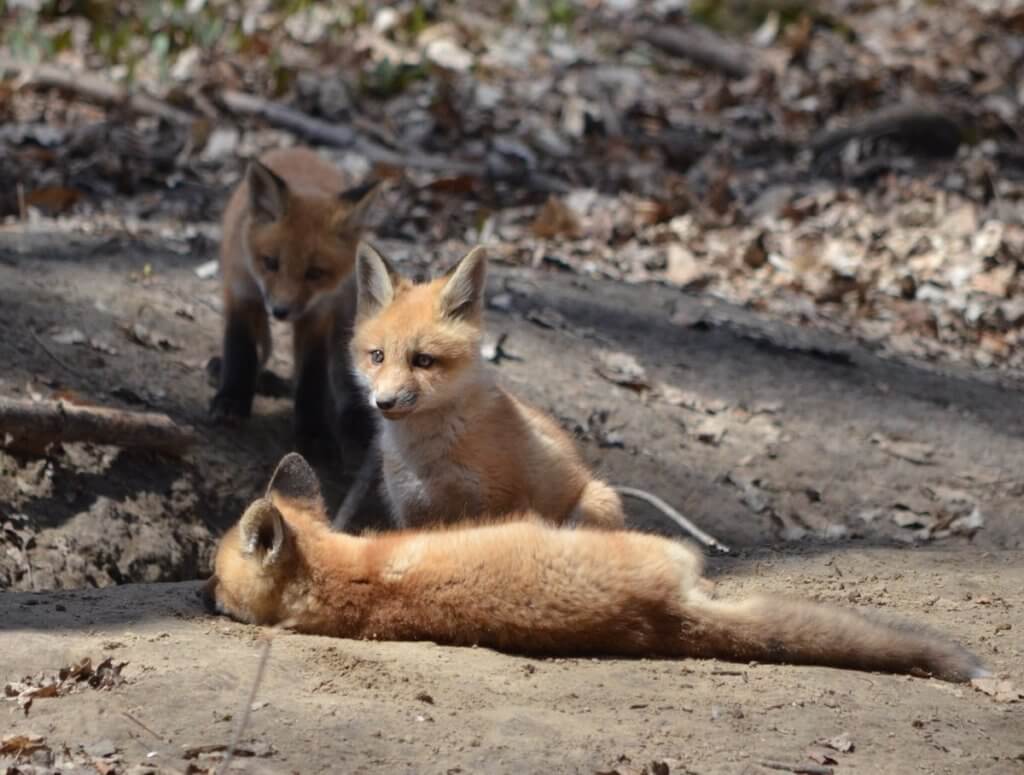 image of red fox kits at the den in Ontario, Canada.