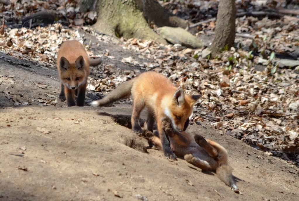 image of red fox kits at the den in Ontario, Canada.