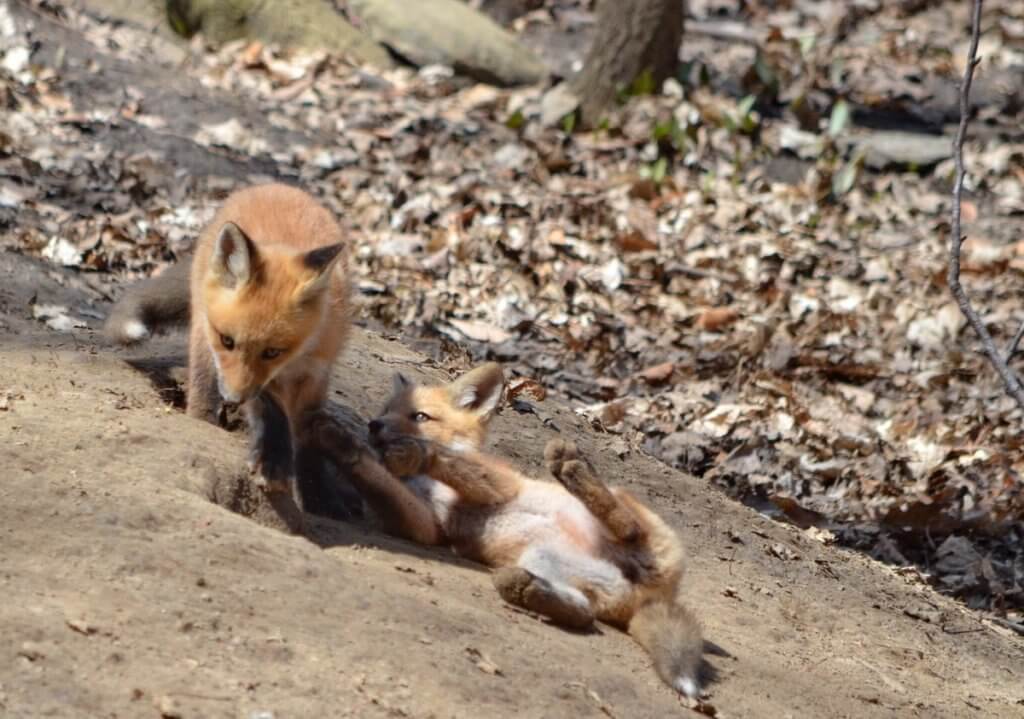image of red fox kits at the den in Ontario, Canada.