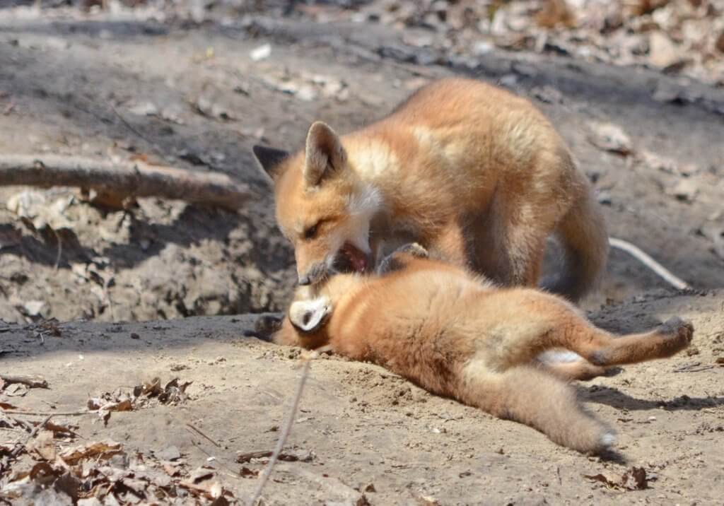 image of red fox kits at the den in Ontario, Canada.
