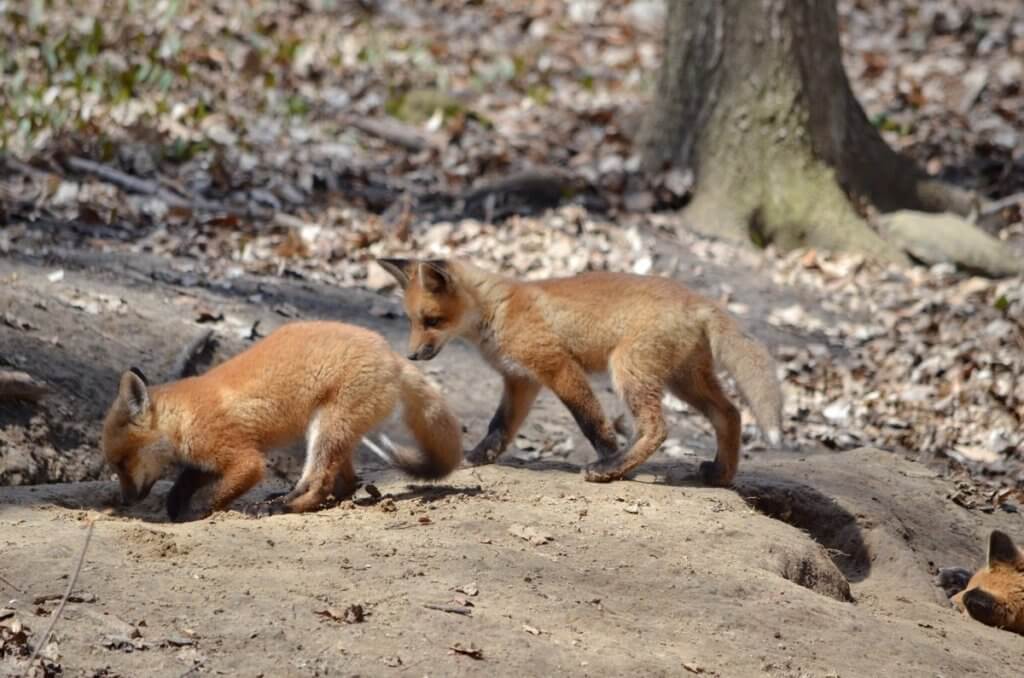 image of red fox kits at the den in Ontario, Canada.