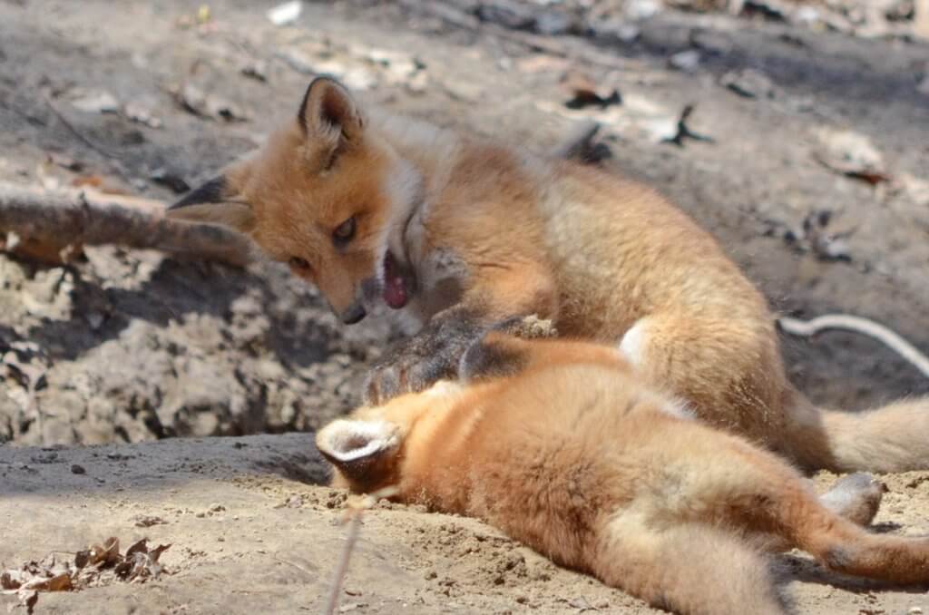 image of red fox kits at the den in Ontario, Canada.