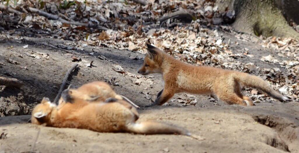 image of red fox kits at the den in Ontario, Canada.
