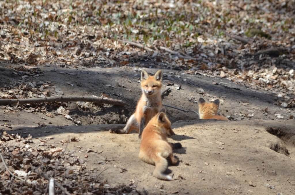 image of red fox kits at the den in Ontario, Canada.