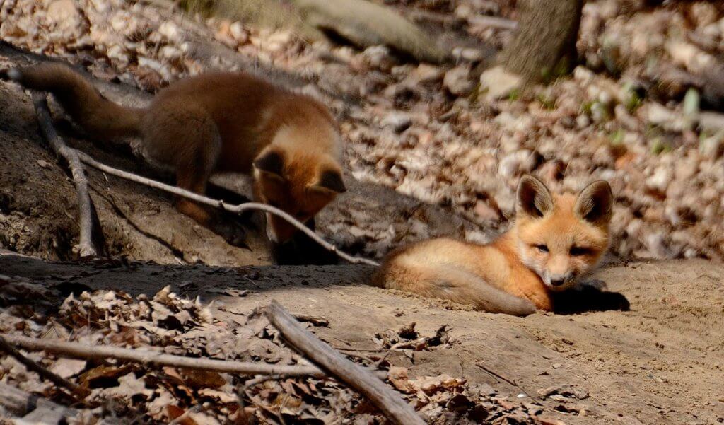 image of red fox kits at the den in Ontario, Canada.