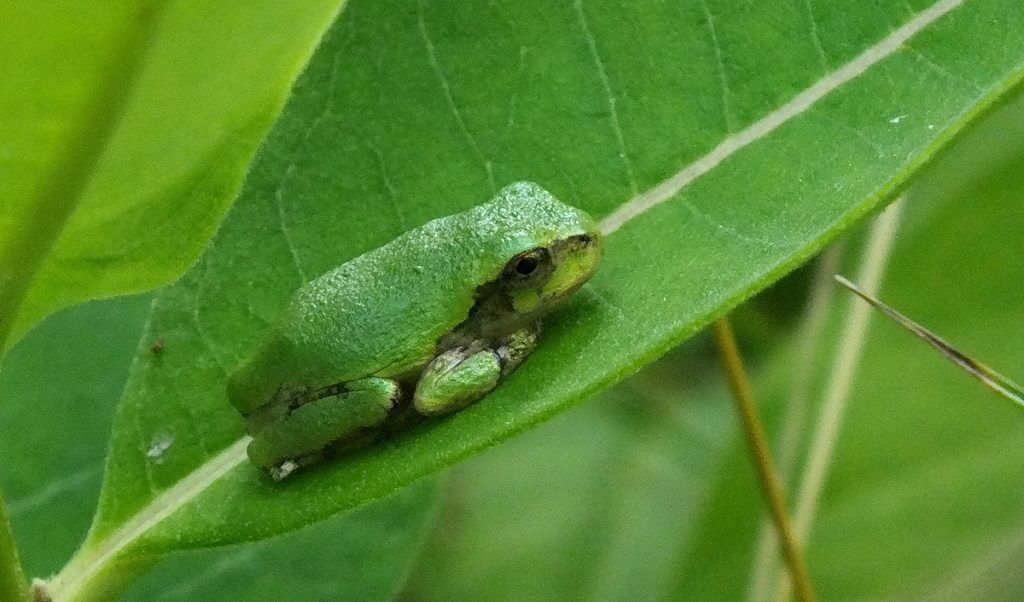 Gray Treefrog sitting on milkweed in Rouge National Urban Park, Toronto, Ontario, Canada.