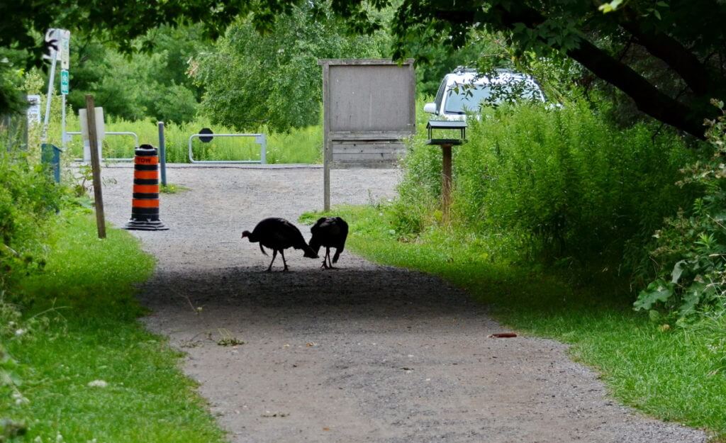 image of wild turkeys in ontario, canada