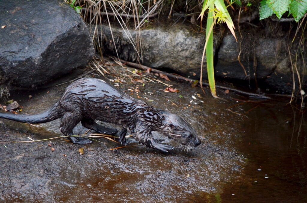 River otter heading into the water in Algonquin park, Ontario, Canada