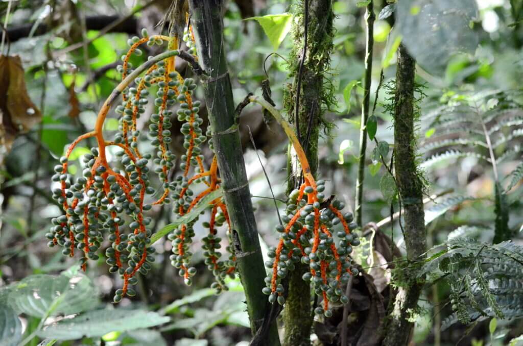 fruits of a bamboo palm, la fortuna, costa rica