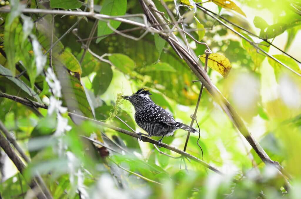 barred antshrike, sloth walk, la fortuna, costa rica