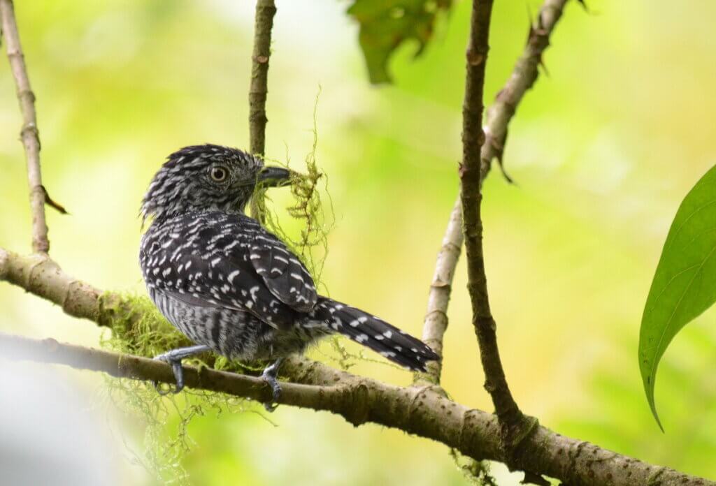 barred antshrike, sloth walk, la fortuna, costa rica