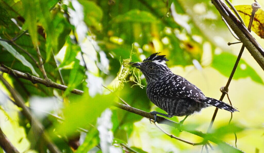 barred antshrike with nesting material, la fortuna, costa rica