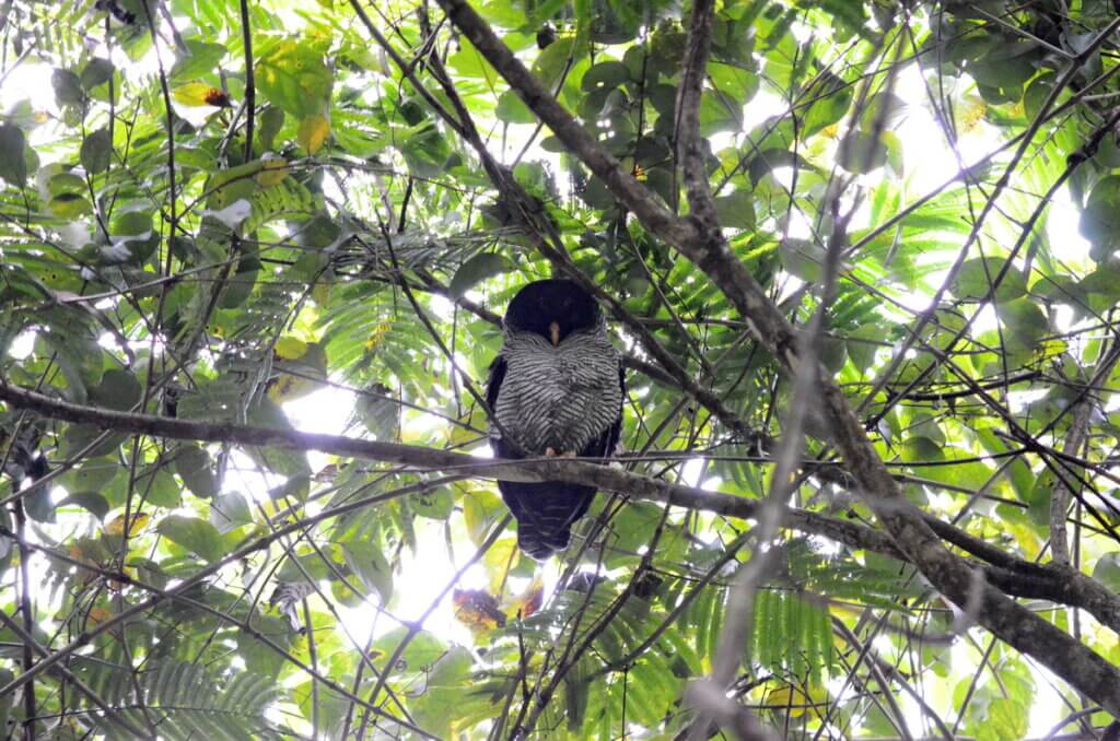 black-and-white owl, sloth walk, la fortuna, costa rica