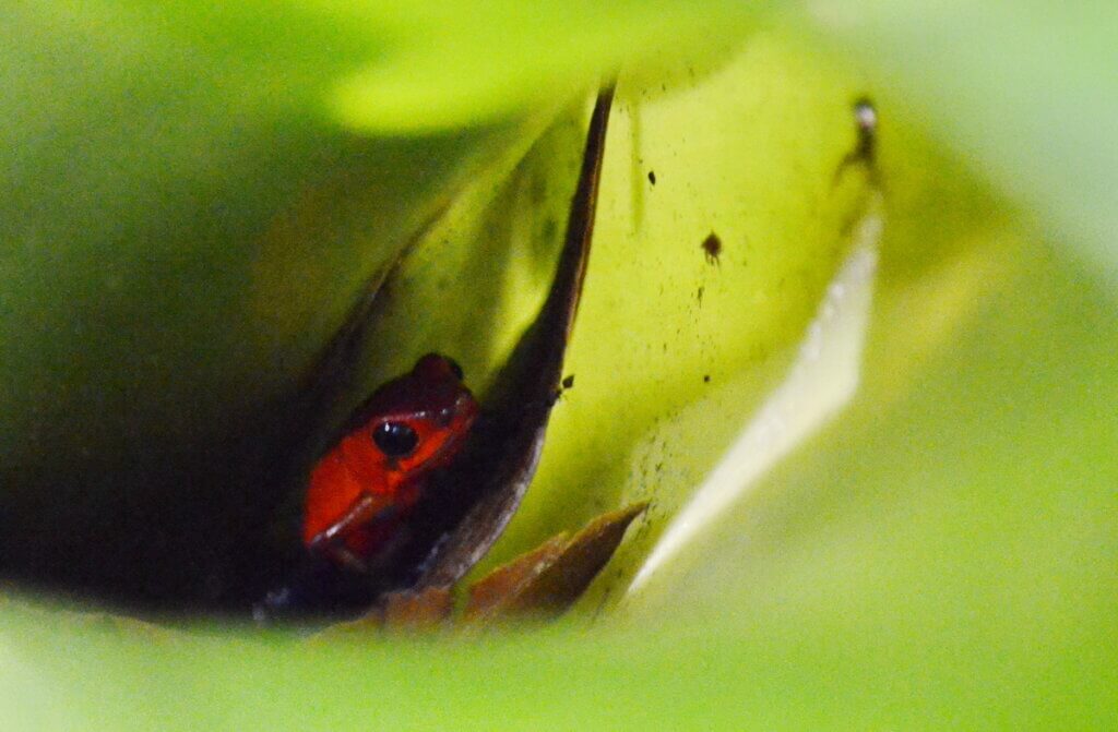 blue jeans poison dart frog, la fortuna, costa rica