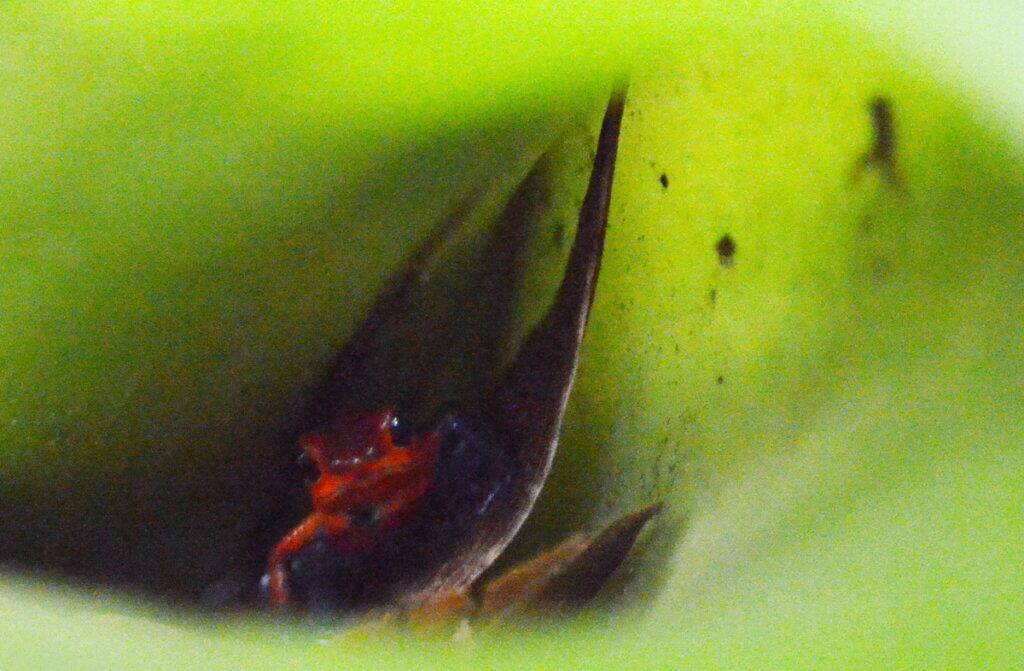 strawberry poison dart frog, sloth walk, la fortuna, costa rica