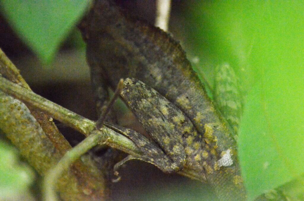 common basilisk, sloth walk, la fortuna, costa rica