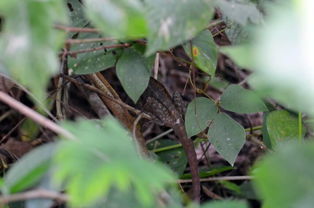 common basilisk, sloth walk, la fortuna, costa rica