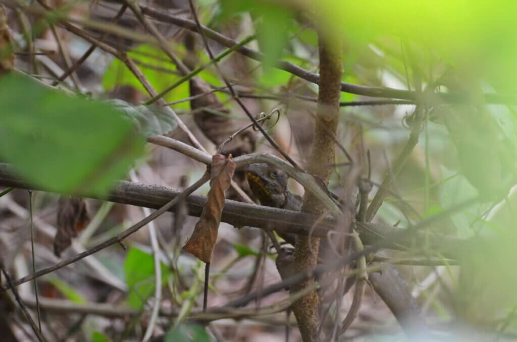 common basilisk, sloth walk, la fortuna, costa rica