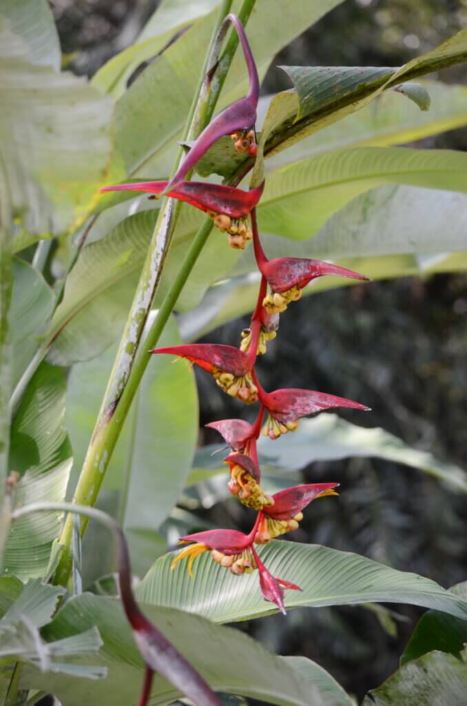 flowers of expanded lobsterclaw, la fortuna, costa rica