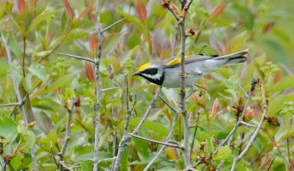 image of a Golden-winged Warbler in Ontario, Canada.