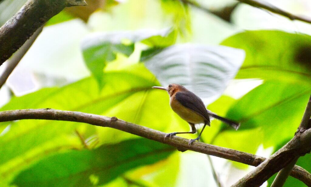 gnatwren, sloth walk, la fortuna, costa rica
