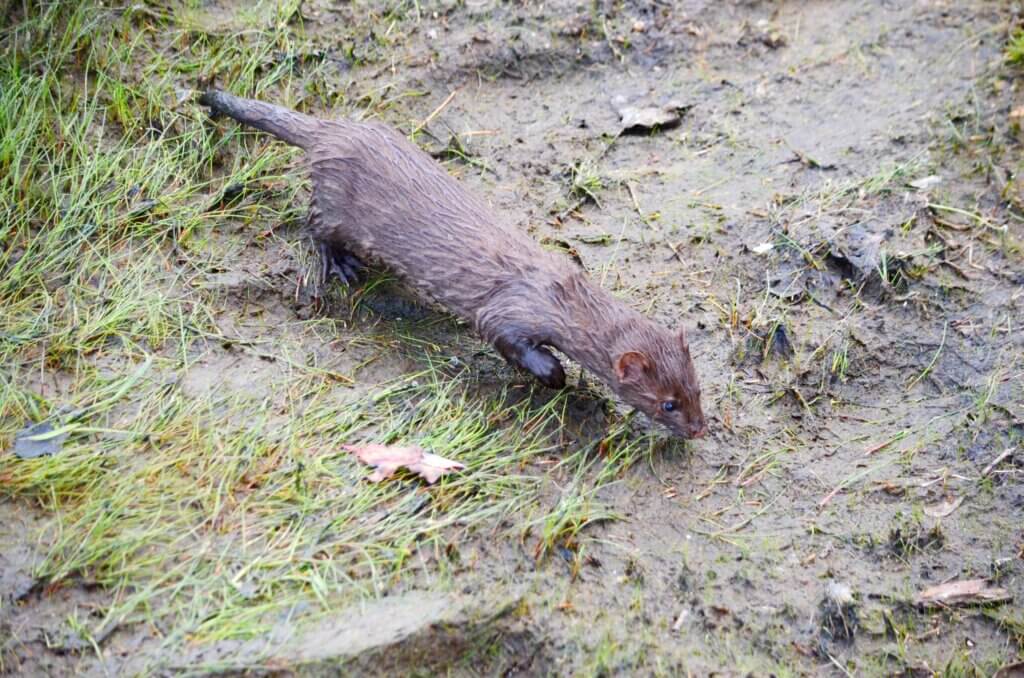 Mink at Oxtongue Lake, Ontario, Canada.