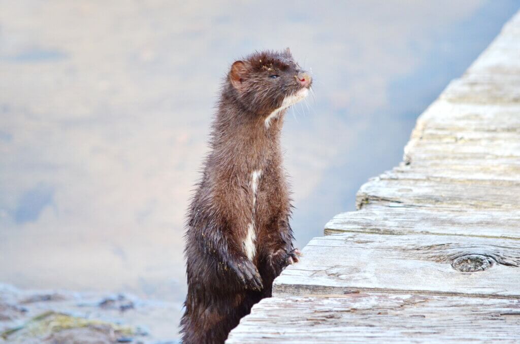 Mink at Oxtongue Lake, Ontario, Canada.