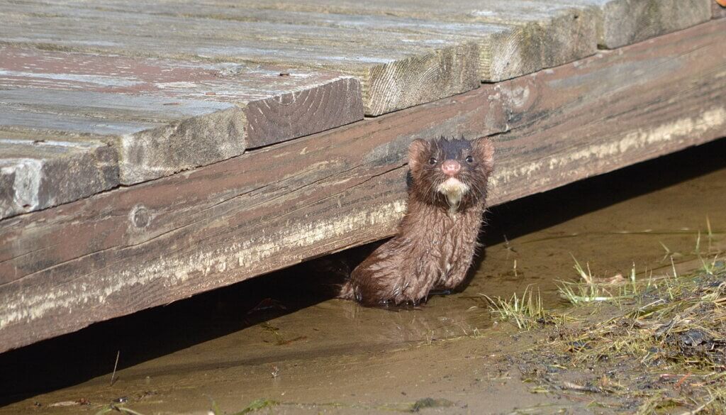 Mink at Oxtongue Lake, Ontario, Canada.