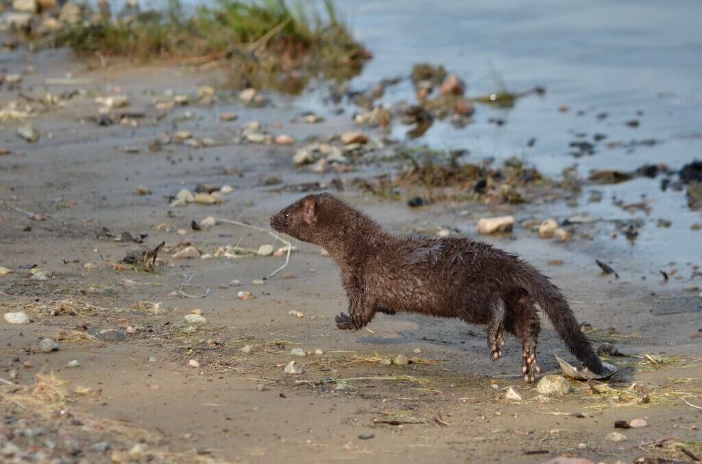 Mink at Oxtongue Lake, Ontario, Canada.