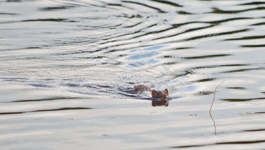 Mink at Oxtongue Lake, Ontario, Canada.
