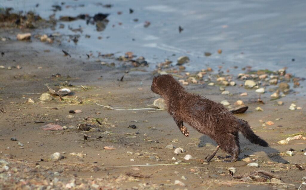 Mink at Oxtongue Lake, Ontario, Canada.