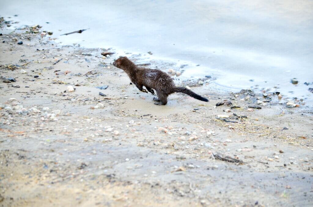 Mink at Oxtongue Lake, Ontario, Canada.