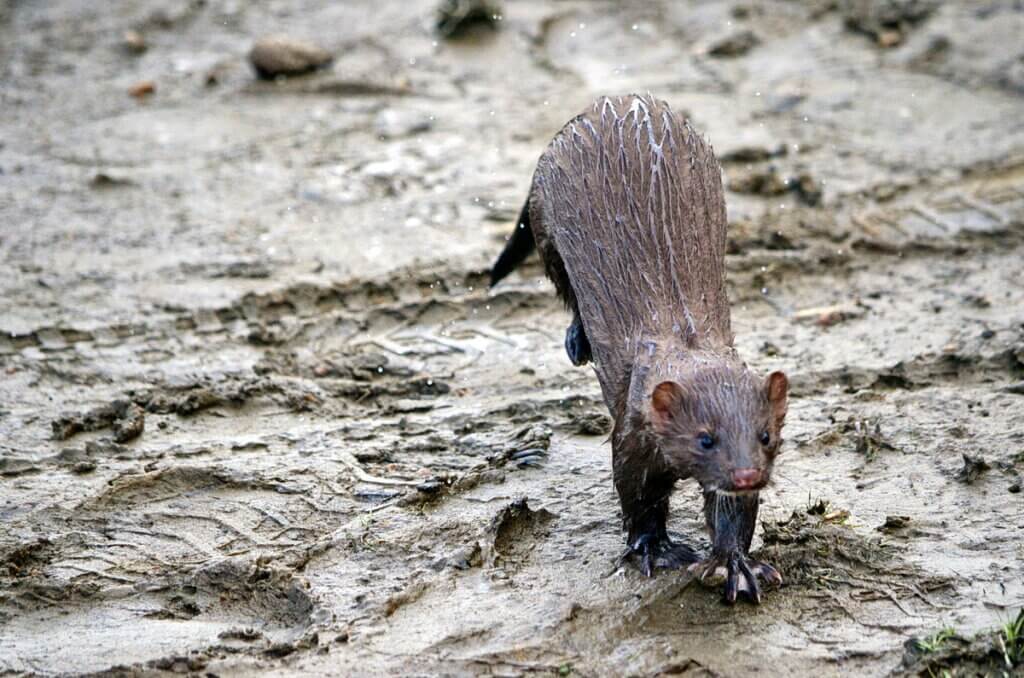 Mink at Oxtongue Lake, Ontario, Canada.